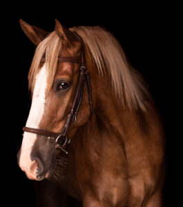 horse with black background 